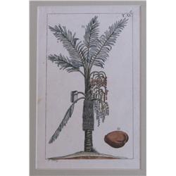 2 Plantes Medicinales and Schaly Palm