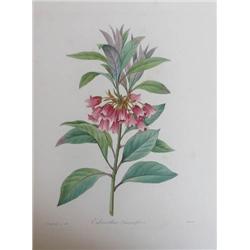 Pierre Joseph Redoute color intaglio Enkianthus Quincueflorus