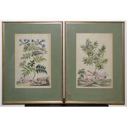 Pair of Hand colored Botanical engravings