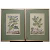 Image 1 : Pair of Hand colored Botanical engravings