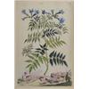 Image 2 : Pair of Hand colored Botanical engravings