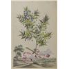 Image 3 : Pair of Hand colored Botanical engravings