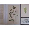 Image 10 : 4 Botanical Engravings Sansom, Sowerby, and others