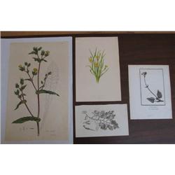 4 Botanical Engravings Sansom, Sowerby, and others