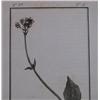 Image 5 : 4 Botanical Engravings Sansom, Sowerby, and others