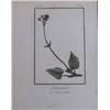Image 7 : 4 Botanical Engravings Sansom, Sowerby, and others