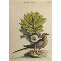 Carolina Turtledove by Johann Michael Seligmann after Mark Catesby and George Edwards