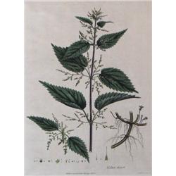 hand colored Curtis Botanical engraving large plate