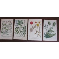 4 Johann Weinmann Plant and Flower hand colored engravings
