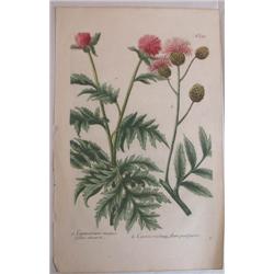 Johann Weinmann hand colored engraving