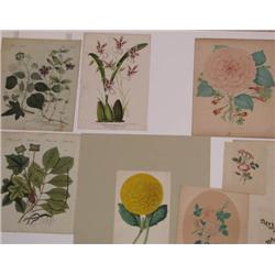 A Collection of Assorted Hand Colored Botanical Engravings