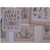 Image 4 : A Collection of Assorted Hand Colored Botanical Engravings