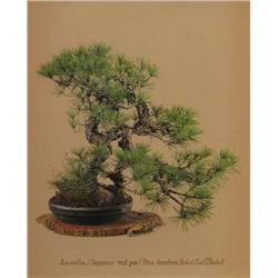 Damodar Lal Gurjar ptg of Japanese Bonsai 