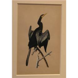 Damodar Lal Gurjar ptg of Water Turkey of Snakebird 