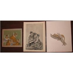 R.G. Meena Tigers and Lions