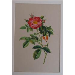 Ramesh Chandra Sharma ptg. Primrose