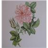 Image 2 : Ramesh Sharma watercolor Flowering Branch