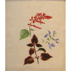 M J Cushman watercolor Scarlet and Azure Mexican Sage