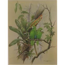 Etienne Demonte gouache ptg. Blue Winged Parrotlet