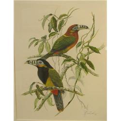 Rosalia Demonte ptg. Spot Billed Toucanet