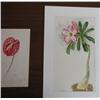 Image 1 : 2 Botanical watercolors by J.P.Irani