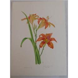Bente Starke King watercolor Hemerocallis sp. And work tracing