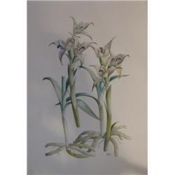 Eugene Sierra Rafols watercolor Ground Orchid