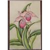 Image 3 : 3 Botanical W/C Paintings by well known Botanical Illustrators