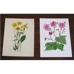 2 Botanical Watercolors by Vera Nicová and Ladislav Urban 