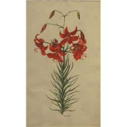 John Wilkinson watercolor Day Lilies