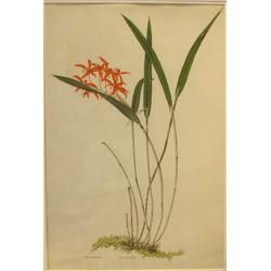 John Wilkinson watercolor Orchid Botanical Illustration