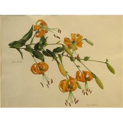 John Wilkinson watercolor Lilies on a Branch Lilium Henryi