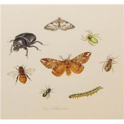 John Wilkinson w/c Kentish Glory Moth and 7 insects