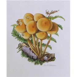 John Wilkinson w/c Hypholoma Fasciculave Mushroom 