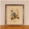 Image 2 : Trowbridge Gallery London, Framed Color Etching, Peonia, Numbered