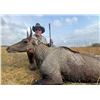 Image 1 : 2 ½ DAY, 3 NIGHT HUNT IN  SOUTH TEXAS FOR NILGAI FOR ONE HUNTER