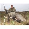 Image 2 : 2 ½ DAY, 3 NIGHT HUNT IN  SOUTH TEXAS FOR NILGAI FOR ONE HUNTER