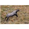 Image 4 : 2 ½ DAY, 3 NIGHT HUNT IN  SOUTH TEXAS FOR NILGAI FOR ONE HUNTER