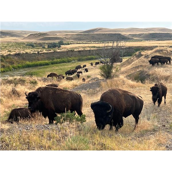 South Dakota Buffalo