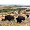 Image 1 : South Dakota Buffalo