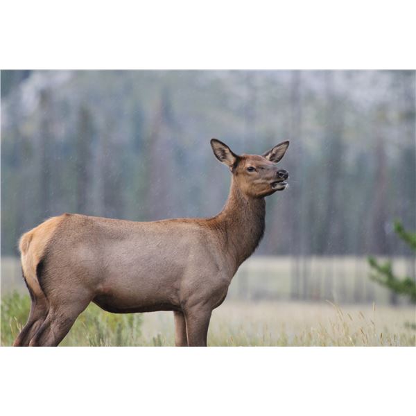 Youth Cow Elk in Wyoming (Fully Donated)