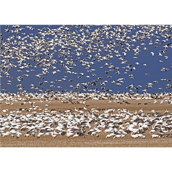 Snow Goose Hunt in Saskatchewan for 4 hunters