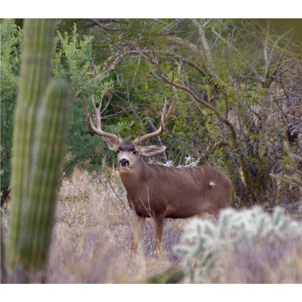 Mexican Desert Mule Deer