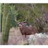 Image 1 : Mexican Desert Mule Deer
