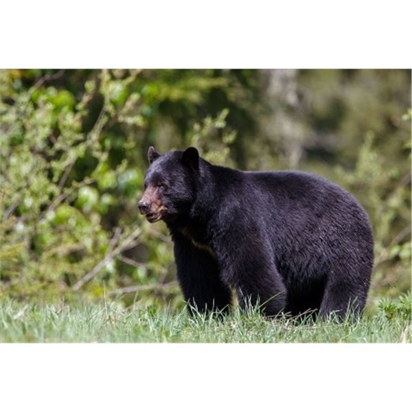 Youth Bear Hunt Clearwater Bear Stalkers (Fully Donated)