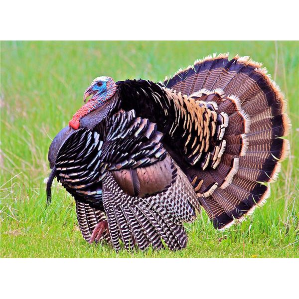 3 day 2 person 2 birds per person Merriam Turkey and Prairie Dogs Standing Rock Reservation