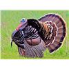 Image 1 : 3 day 2 person 2 birds per person Merriam Turkey and Prairie Dogs Standing Rock Reservation