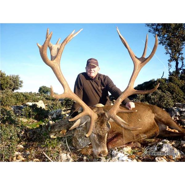 Spanish Red Stag
