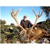 Image 1 : Spanish Red Stag