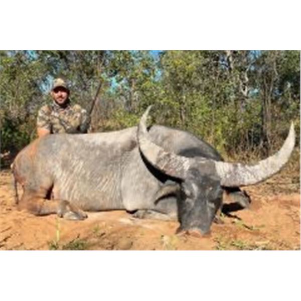 Australia Water Buffalo for 1 Hunter - Lets go to the Outback